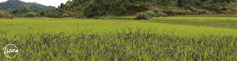 Joha Rice - Aromatic Rice of Northeast India | Zizira