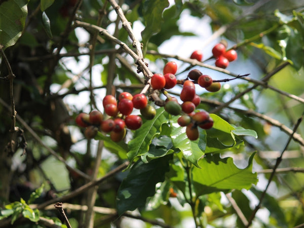 Producing The World's Finest Coffee From Meghalaya - Myth Or Dream