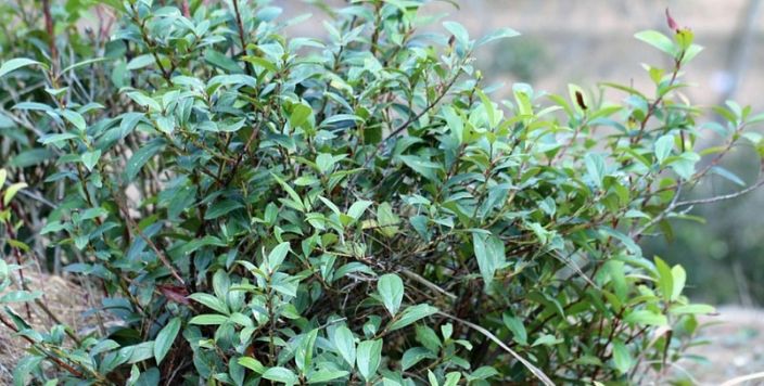 Is Wintergreen Plant an Anti-inflammatory Herb? Let's Find Out