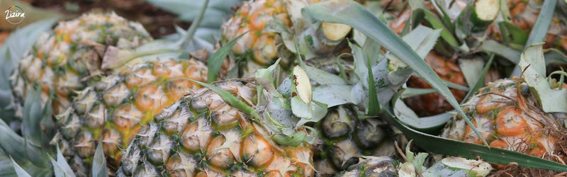 Pineapple Production Technology - A Venture For Meghalaya Farmers