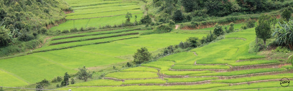 Traditional Farming Practices in Meghalaya, Northeast India.