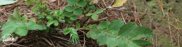 Traditional Remedy for Excellent Oral Health: Potentilla Fulgens