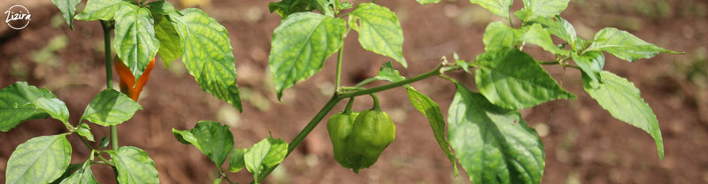 Amazing Bhut Jolokia,One Of The Hottest Chilli On Earth