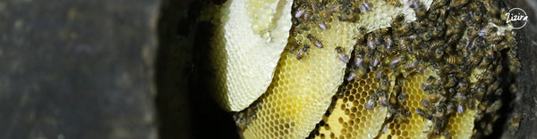 Visit to a Honey Bee Farm | Zizira
