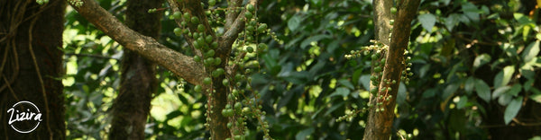 Exotic Fruit - Sohramdieng - Burmese Grape