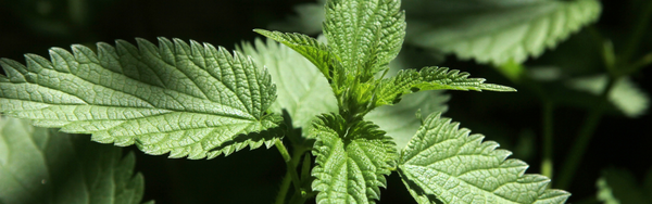 Nettle Tea, Benefits of Nettle Tea and How to Make It