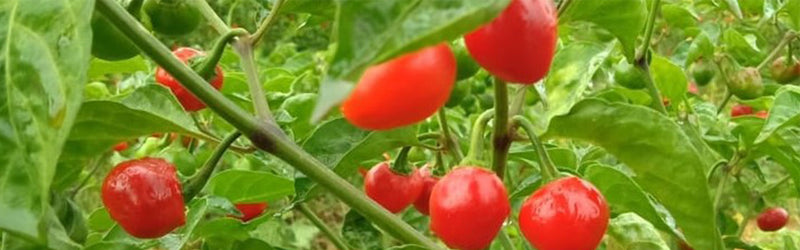 Top 11 Chillies of Northeast India