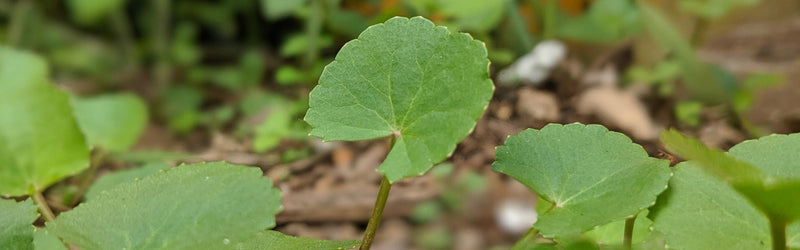 8 Facts That Nobody Told You About Health Benefits Of Gotu Kola A Medicinal Plant.