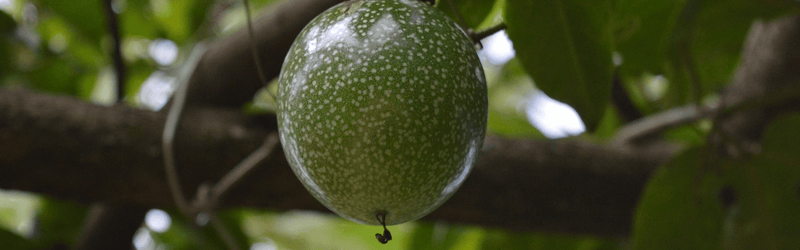 Passion fruit growing in Meghalaya