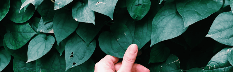 Black pepper plant leaves