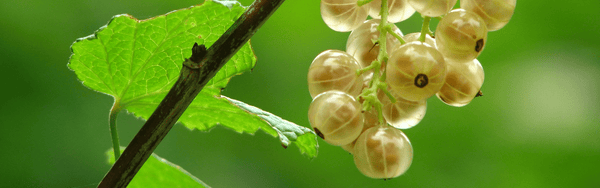 Indian gooseberry or Amla