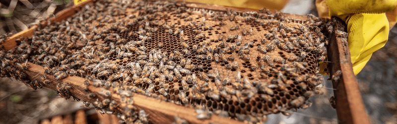 Ethical methods of beekeeping in Meghalaya