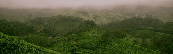 Meghalaya tea estate