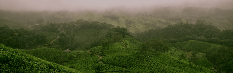 Meghalaya tea estate