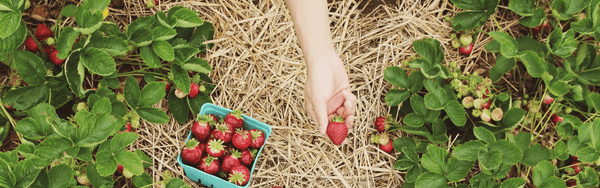 Strawberry farm in Meghalaya