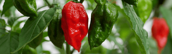 Bhut Jolokia from North East India