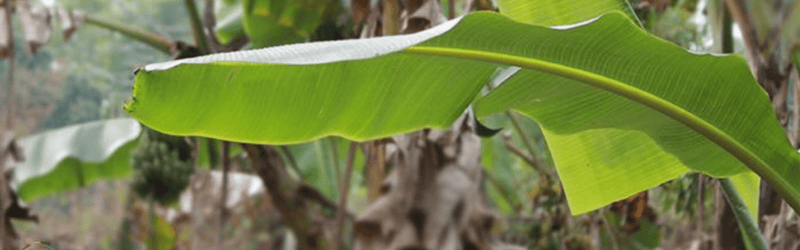 Versatility of banana leaves