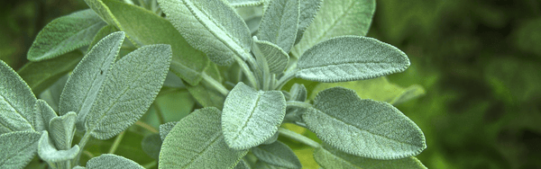 Leaves of a sage plant found in Meghalaya