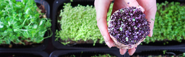 Microgreens - Why we should add them to our diet?