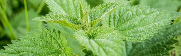 Stinging Nettle: The Shrub That Heals And Feeds