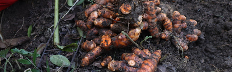 Types of Turmeric in India: Turmeric Varieties