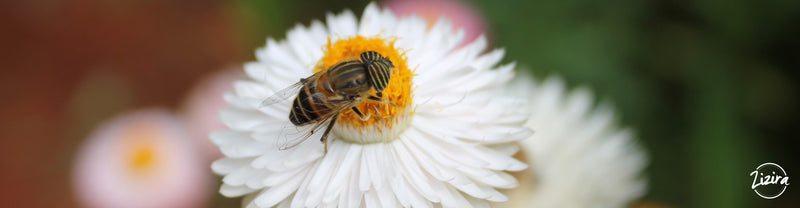 Remarkable Practices Of Honey Beekeeping In Meghalaya