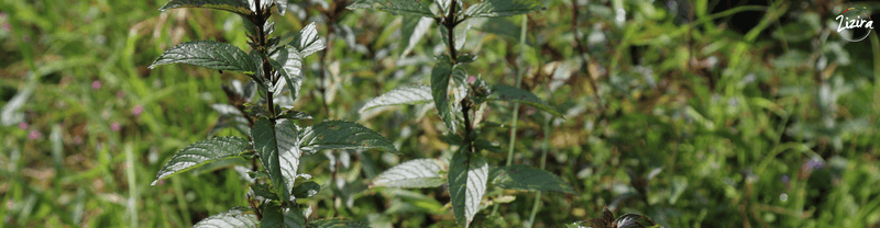 Medicinal Use Of Plants In Meghalaya - A Brief Study