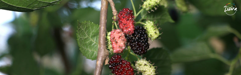 10 Wonderful Health Benefits of Mulberry fruit (Shahtoot)