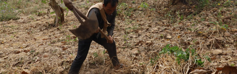 Successful Farmer Story: Story of Bah Mihwan Sungoh, Ing Makhir Farmer.