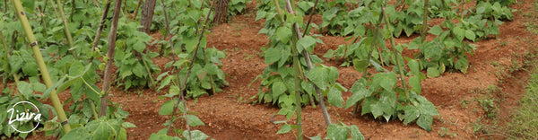 Chemical Fertilizers and Pesticides used in Meghalaya | Zizira
