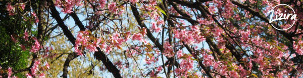 Cherry Blossom Festival in Meghalaya is one of the biggest festivals in the state | Zizira