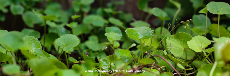 Gotu Kola Other Names of This Natural Anxiety Reliever