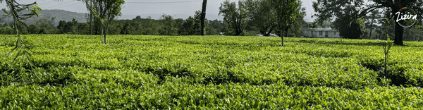 Meghalaya Tea – Time To Stand Up And Take Notice