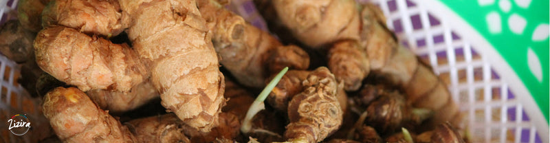 Ing Makhir: Potent Indigenous Ginger Root of Meghalaya | Zizira
