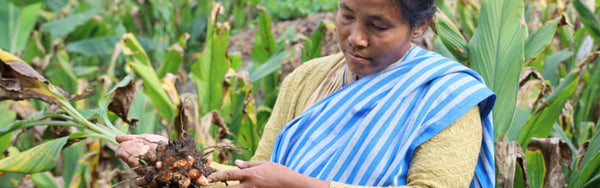 Kong Hun Story: Lady Turmeric Farmer from Meghalaya, India.