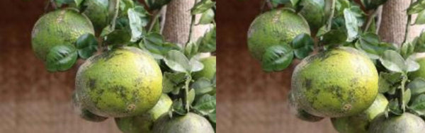 Soh Kwit - Medicinal And Culinary Wild Orange Of Meghalaya